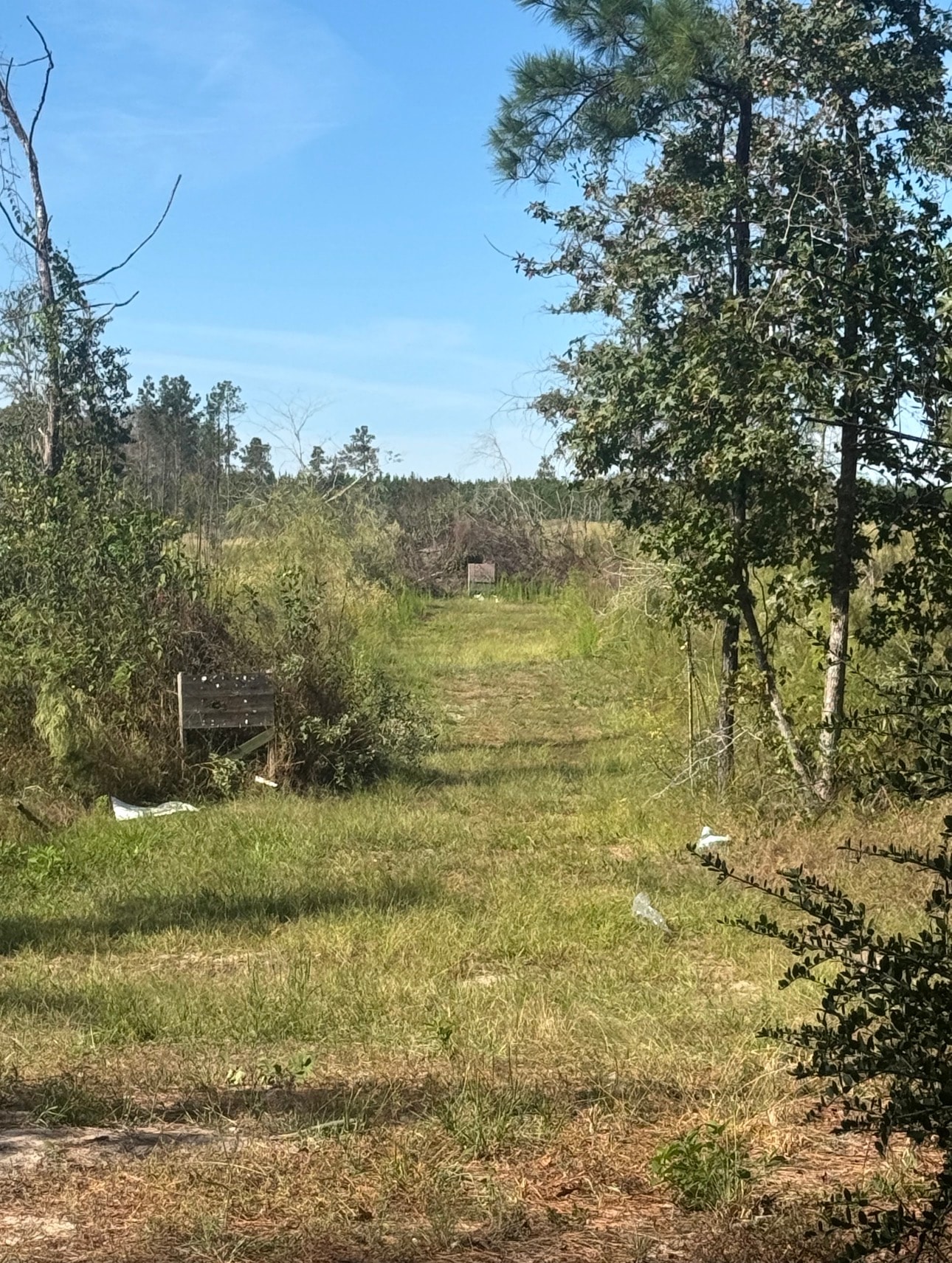 Shooting lane through the pine forest