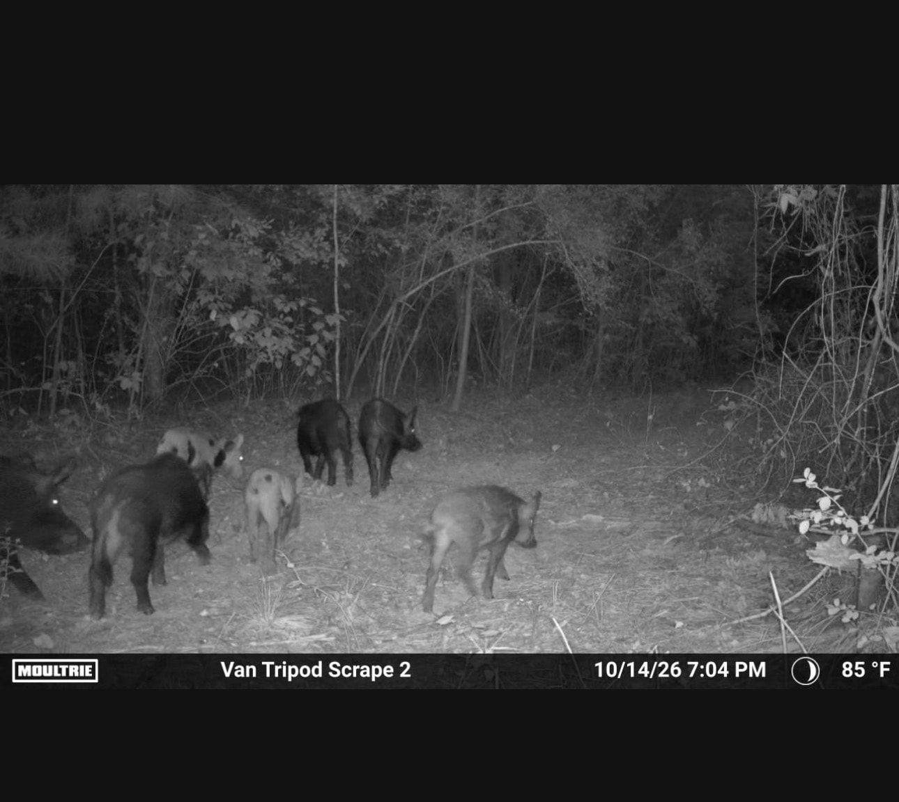 Trail camera photo of wild hogs at Van Tripod Scrape